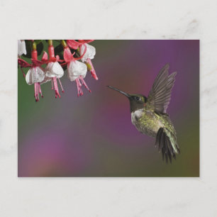 Cartão Postal Beija-flor-de-garganta-rubí-macho