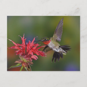 Cartão Postal Beija-flor-de-garganta-rubí macho