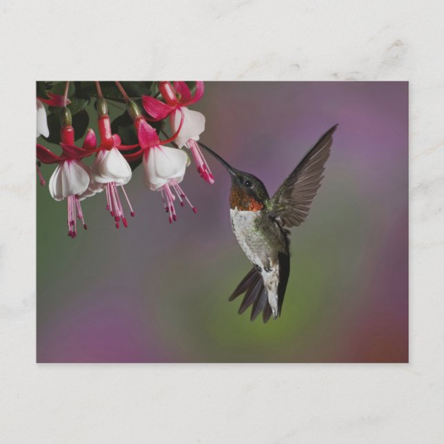 Cartão Postal Beija-flor-de-garganta-rubí-macho, Archilochus (Frente)