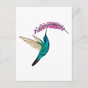 Cartão Postal Beija-flor-de-orelha-violeta-mexicano