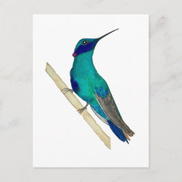 Cartão Postal Beija-flor-de-orelha-violeta-mexicano