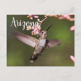 Cartão Postal Beija-flor e flores rosa, Arizona