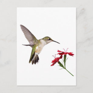 Cartão Postal Beija-flor e um Dianthus Vermelho