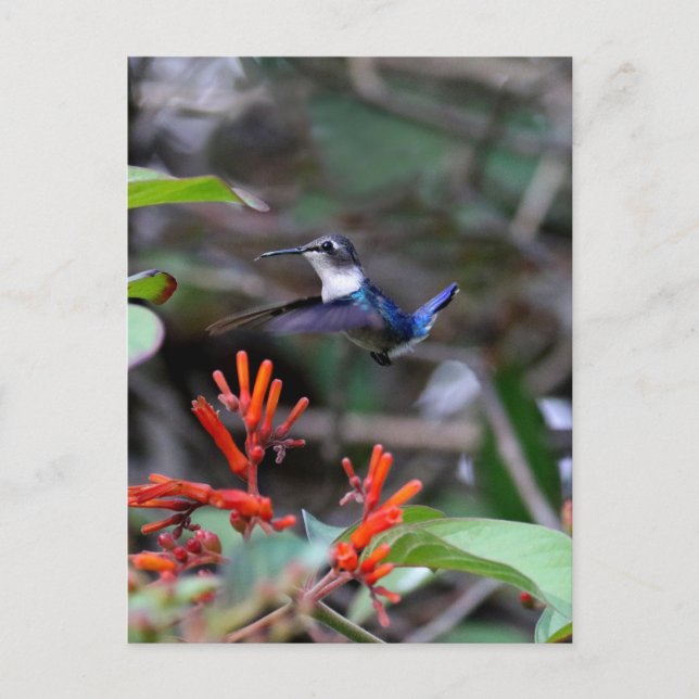Cartão Postal Beija-flor em Voo e Flores Vermelhas (Frente)
