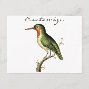 Cartão Postal Beija-flor Empoleirado Thunder_Cove