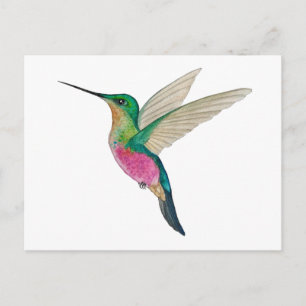 Cartão Postal Beija-flor Fêmea de Garganta Azul