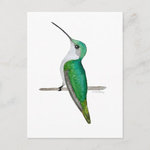 Cartão Postal Beija-flor-fêmea-de-pescoço-rubi