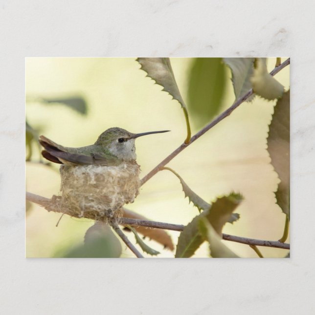 Cartão Postal Beija-flor fêmea no ninho (Frente)