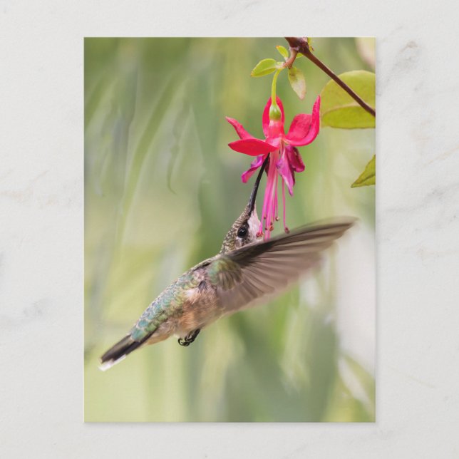 Cartão Postal Beija-flor Fuchsia Favorito (Frente)