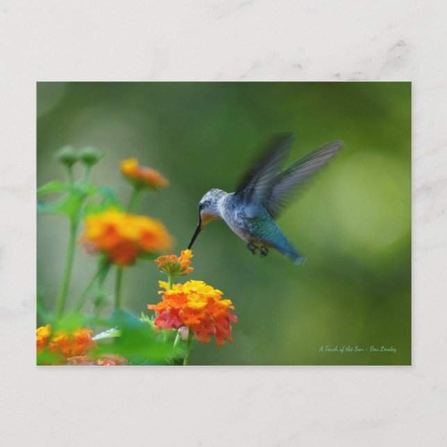 Cartão Postal Beija-flor impressionante! (Frente)