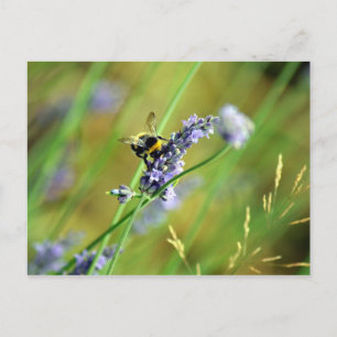 Cartão Postal Beija-flor & Lavanda