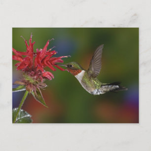 Cartão Postal Beija-flor-macho-de-pescoço-rubí