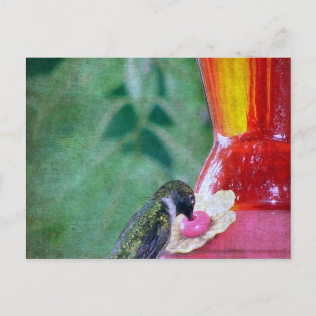 Cartão Postal Beija-flor no comedouro (Frente)