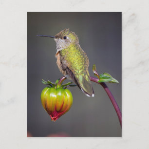 Cartão Postal Beija-flor pousa sobre o botão da flor