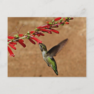 Cartão Postal Beija-flor que se alimenta do jardim
