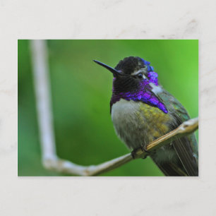Cartão Postal Beija-flor Roxo