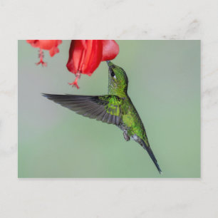Cartão Postal Beija-flor Verde e Flor Vermelho