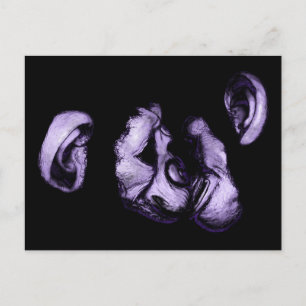 Cartão Postal beijando chimpanzés