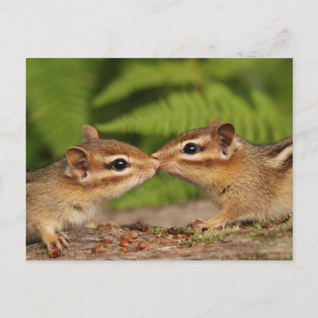 Cartão Postal Beijar Bebês Chipmunks (Frente)