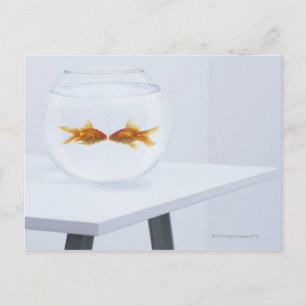 Cartão Postal Beijo de peixe dourado no aquário