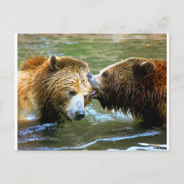 Cartão Postal Beijo Grande Urso Grizzly (Frente)