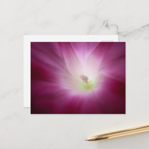 Cartão Postal Bela Arte de Flor de Ipoméia Brilhante Rosa