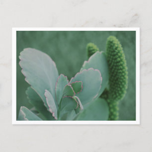 Cartão Postal Bela Arte de Planta do Deserto Fotografia