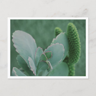 Cartão Postal Bela Arte de Planta do Deserto Fotografia