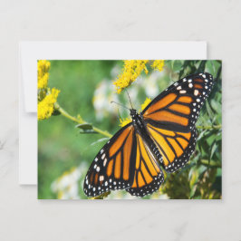 Cartão Postal Bela Borboleta Monarca