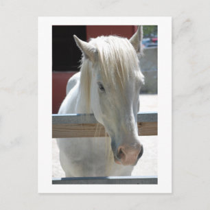 Cartão Postal Bela Cavalo Branco