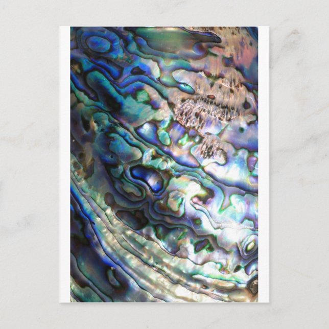 Cartão Postal Bela concha de abalone (Frente)