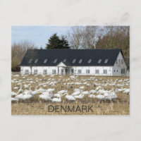 Bela Dinamarca Swans Postcard!