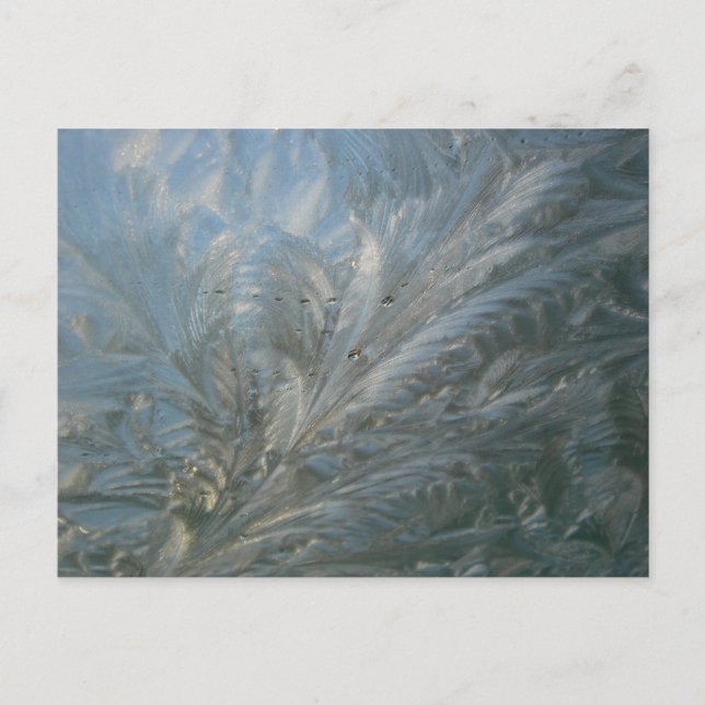 Cartão postal Bela Flor de Gelo (Frente)