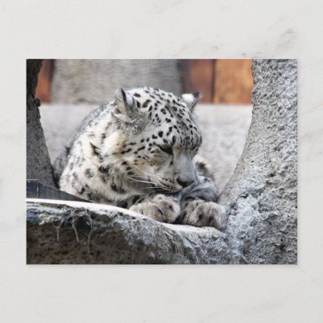 Cartão Postal Bela Foto De Gato Selvagem De Leopardo De Neve (Frente)