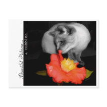 Bela Hibiscus... e Bolhas.