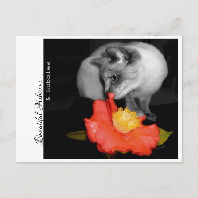 Cartão Postal Bela Hibiscus... e Bolhas. (Frente)