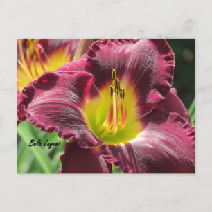 Cartão Postal Bela Lugosi - Daylily