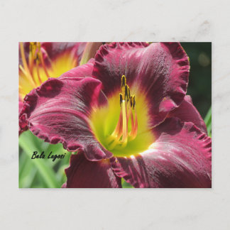 Cartão Postal Bela Lugosi - Daylily