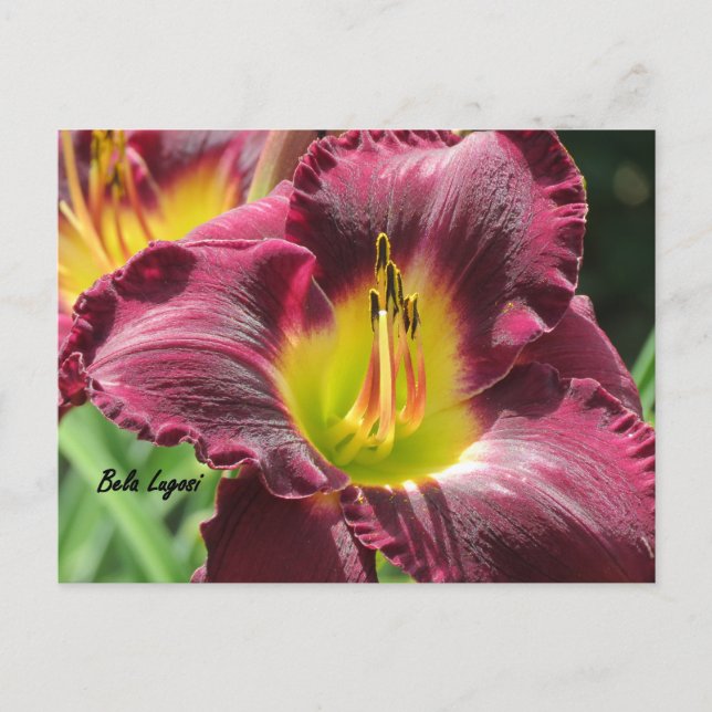 Cartão Postal Bela Lugosi - Daylily (Frente)