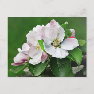 Cartão Postal Bela Macieira em Flor Carta Postal de Primavera