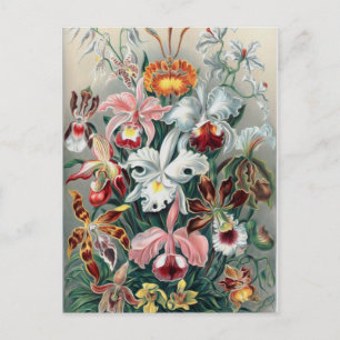 Cartão Postal Bela Natureza - Orquídeas