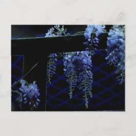 Cartão Postal Bela Noite Estranha Azul Lavanda Wisteria