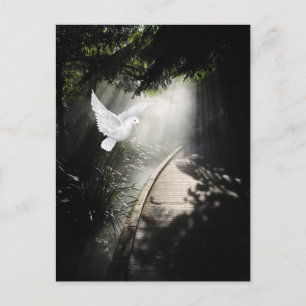 Cartão Postal Bela pomba voadora