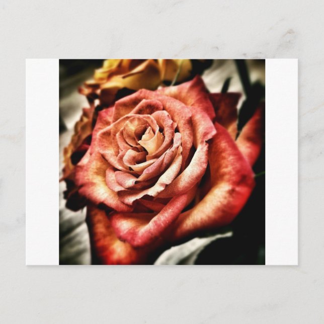 Cartão Postal Bela Rosa (Frente)
