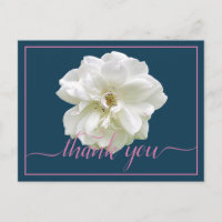 Bela Rosa Branca Cor Fundo Chic Obrigado