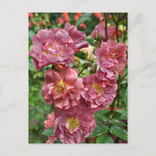 Cartão Postal Bela rosa rosa rosa rosa rosa rosa