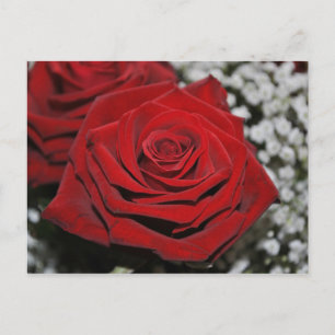 Cartão Postal Bela Rosa vermelha