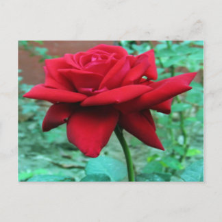 Cartão Postal Bela Rosa vermelha