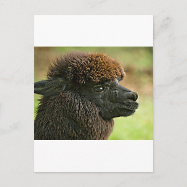 Cartão Postal Bela Savannah A Suri Alpaca (Frente)