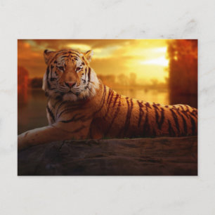 Cartão Postal Bela Tigre